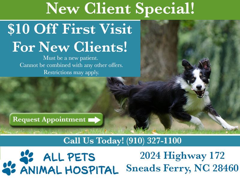 All Pets New Client Special flyer
