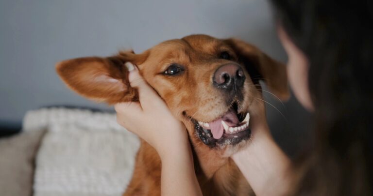 Human holding dogs face